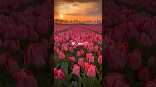 Holland's Beauty...  #travel #holland #fyp #fypage #fypシ #netherlands #trending #shorts