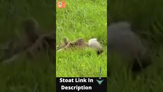 Stoat Vs Rabbit Brutal Fight           #shorts