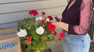 Over Wintering Geraniums In a paper Bag