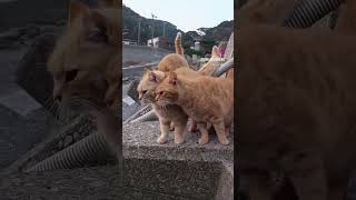 Lovely orange cats ❤️❤️ #catlovers #catslife #orangecat