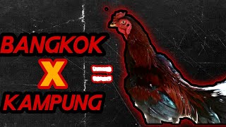 TAK BOLEH DIREMEHKAN!!! - Review Ayam Hasil Persilangan Antara Ayam Bangkok dan Ayam Kampung