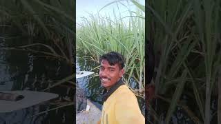 फसल तो चली गई पानी में।।😭😭 #शेतकरी #tranding #shortsfeed #viralshorts #videos