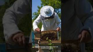 ПРОДАЁМ ГОРНЫЙ МЁД 💯НАТУРАЛЬНЫЙ  700 сом/кг 🐝SELLING MOUNTAIN HONEY 💯 NATURAL 700 som/kg