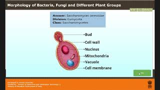 BIOLOGY CLASS 11    MORPHOLOGY OF BACTERIA, FUNGI AND DIFFERENT PLANT GROUPS