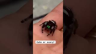 Is this jumping spider cute or scary? #shorts #jumpingspider