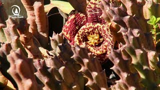 Caralluma plant is a beautiful Succulent, But !!!