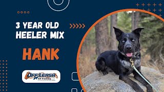 Heeler Mix, 3 y/o, "Hank" | Best Husky/Heeler Mix Obedience Training Spokane WA | OLK9