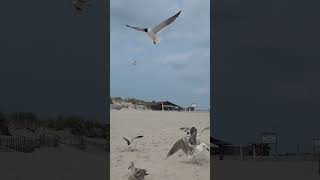 Seagull is attacking a girl... #travel #vacation #funny #video #beach #ocean #seagull