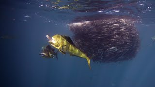 Mahi Mahi snagging sardines