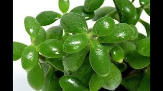 KRASSULA   /   ДЕНЕЖНОЕ   ДЕРЕВО   / Толстянка / KRASSULA