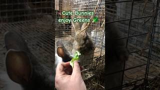 Cute little Bunnies love to snack some Greens 😄 #canada #farming #cute #bunnies #rabbits #relaxing