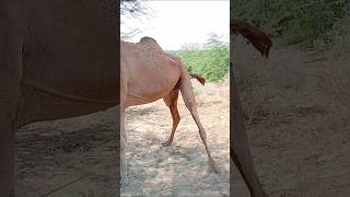 الجمل يتبول 😱#animals #viralvideo #camel