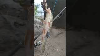 Жирненький КАРАСЬ, отличный клев #shorts #fishing #рыбалка #fish #рыба #карась #днепр #youtubeshorts