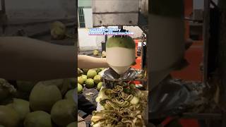 Green coconut peeling machine coconut processing factory #subscribe #business #coconut #commercial