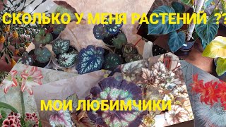 ОБЗОР РАСТЕНИЙ В КВАРТИРЕ🦋💚💚💚Любимчики💚💚💚Сколько у меня их сейчас