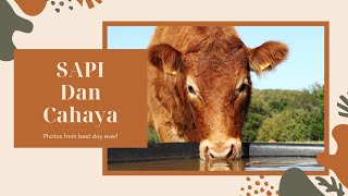 Bayangan sapi dengan cahaya