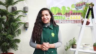 DRA JUNÍN: SIEMBRA EN CASA  HUERTO VERTICAL EN BASE DE BOTELLAS RECICLABLES