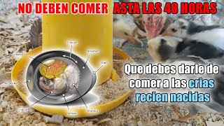 🐤✅ que dar de comer a los pollitos recien nacidos #alimentospollitos #comidacrias