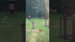 Nice to see first thing in the morning 🌞🦌 #youtubeshorts  #whitetaildeer #shorts  #countrylife