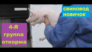 4 - я группа откорма свиней. Поросята уже в новом сарае. Свиноводство.