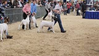 🐏"Goats Galore:"🐏#PAFarmShow #GoatShow #BoerGoats