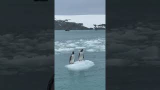 Penguins trapped on small peas of ice 🐧