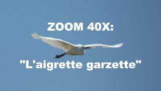 VIE SAUVAGE :"L'aigrette garzette"