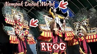 Aksi Reog Timbol Singo Yudo | Reog Ponorogo gemblak blora