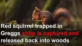 Red squirrel trapped in Greggs shop is captured and released back into woods