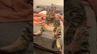 Funny Cats 2025 🐱 kitten meowing call 😼 #HappyCats Part 3076