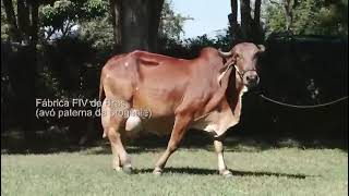 CONJUNTO PROGÊNIE DO TOURO ANTONIONE. (FAMÍLIA SANSÃO X FÁBRICA)