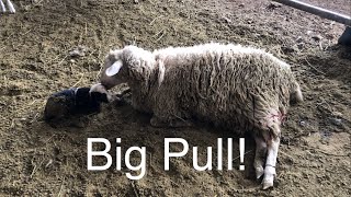 Lambing diaries: All head, no feet!  vlog 543