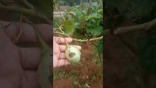 Tamarilo farm almost two years old | damage left on fruits my a heavy hailstorm #shorts June 2022