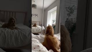 Dog Sees Its Reflection For The First Time