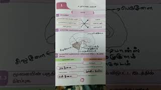 EE-CLASS-5 SCIENCE -term-1 2024||உறுப்பு மண்டலங்கள் #ennumeluthum #answerkeys