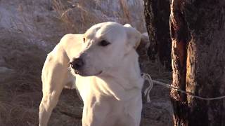 ЖИВОДЕРЫ ПРИВЯЗАЛИ СОБАКУ НА МОРОЗЕ. СПАСЕНИЕ. Dog tied to tree  in the cold