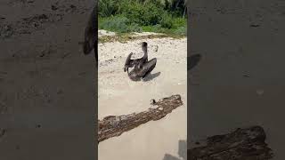 #mexico 🇲🇽 #tulum #tulumbeach  pelican on the beach 😳🦤