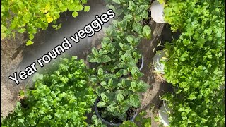 Vegetable crops that can be planted and harvested all year round