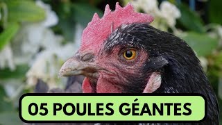 05 POULES TRÈS GÉANTES DONT VOUS IGNOREZ L'EXISTENCE