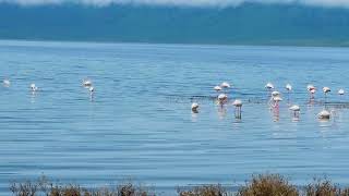 Ngorongoro Crater Flamingos | Are there flamingos in the Ngorongoro Crater|