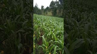 Planting corn in a portion of land rich in nutrients: planting corn for the first time #corn #farm