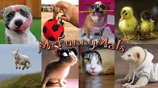 MrFunnyMals Channel Trailer