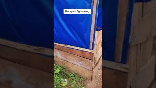 Backyard Pig Farming Idea for beginners