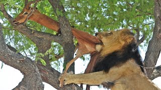 Lion hunts antelope in the tree