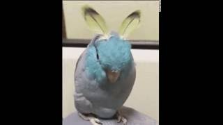 Попугайчик как индеец. Parrots like an Indian