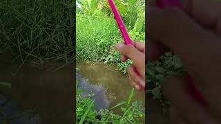 yuk mancing ikan wader #mancing #nilem #fishing