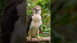 عقاب فیلیپینی..بزرگترین عقاب دنیا #آموزش_حیوانات #دانستنی #animals