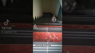 kucing tak terlihat ,       ghost cat