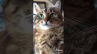 Cute Funny CATS Tik Toks / Кот в Тик Ток #степа 🥴😂