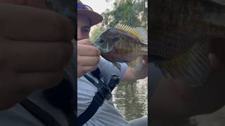 Perch Jerkin’- Catching Bream #louisiana #fishing #outdoors